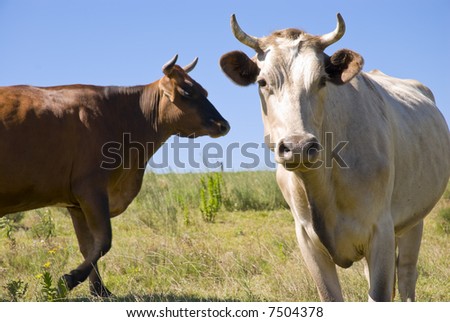 Cropped image of two cows staring. Blue sky and green pasture.