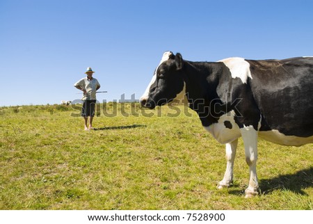 Pregnant cow with dairy farmer in the background. Blue sky and green grass.