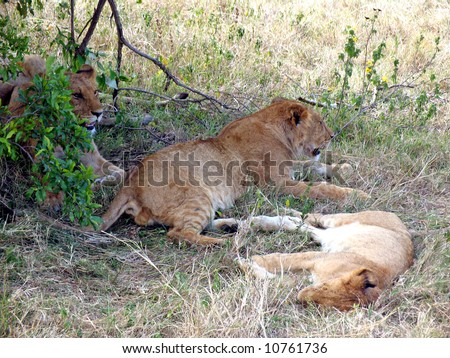 A pride of lions relaxing under the bush, Kenya