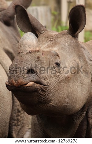 Female, Indian One horned Rhino