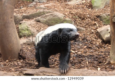 Photo of a Honey Badger (Ratel)
