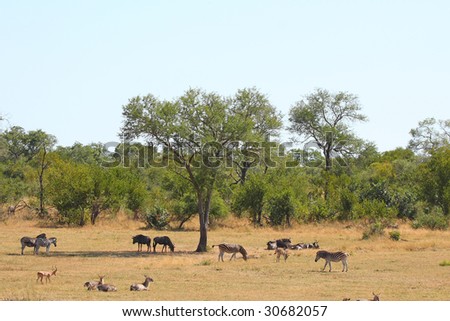Antelope on Safari