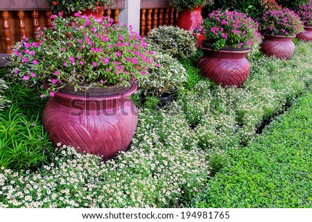 Colorful potted flowers used to decorate the garden.