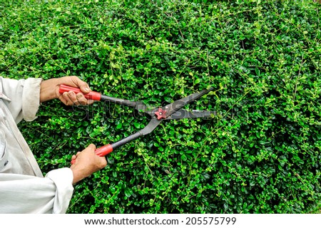 Worker cutting grass with grass shears in garden.