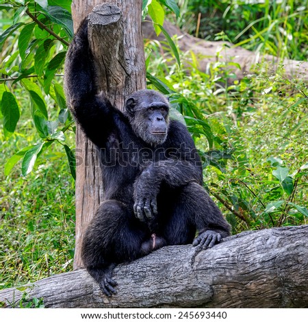 Chimpanzee in the zoo.
