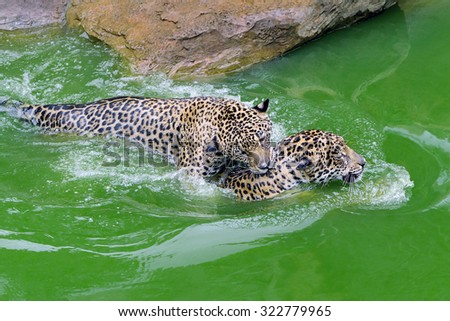 Jaguars have fun in pond.