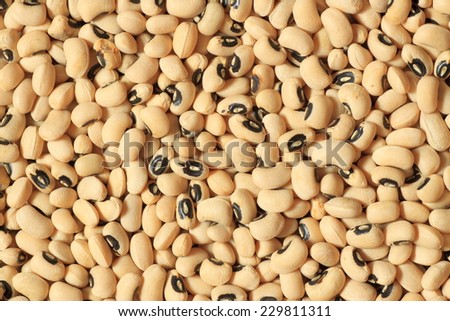 white bean