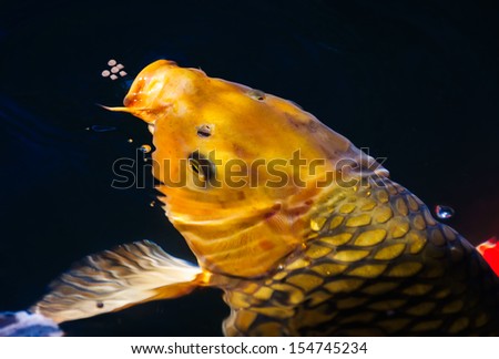Golden koi fish eat food