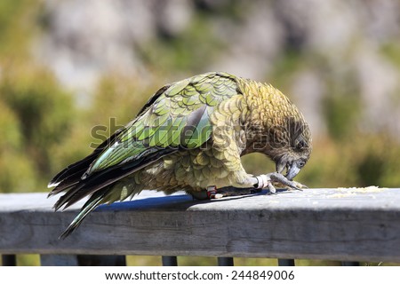 Kea when eating food, alpine parrot from New Zealand