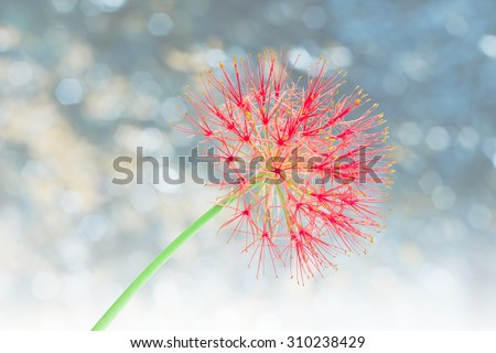 Powder puff lily or Blood flower