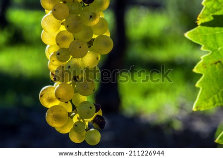 closeup on a young grapevine in a french vineyard Stockfoto © 