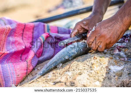 Closeup to fisher\'s hands cleaning the fresh fish on a piece of stone in the open air fish-market
