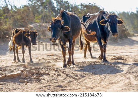 Three darks cows walking along the dusty road facing towards camera wiith dusty trees in the background
