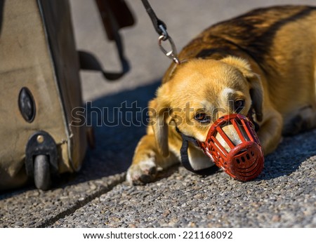 A sad dog with a red muzzle lying on the ground next to a big luggage