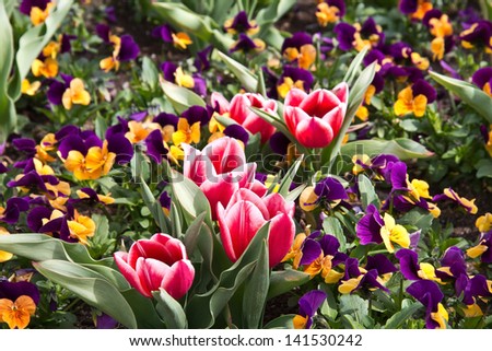 Yellow and Purple Violas and Red and white Tulips