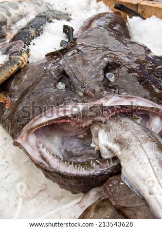 Angler fish on market