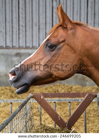 Horse head eating from the side