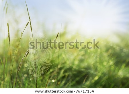 Spider\'s web between the blades of grass with water drops background