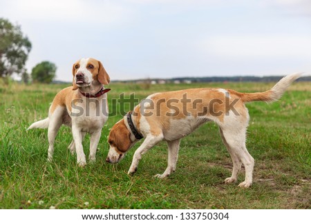 Beagle dogs on green meadow. Dogs hunting