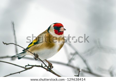 The beautiful and colorful European Goldfinch  (Carduelis carduelis) looking for seed in Uppland, Sweden
