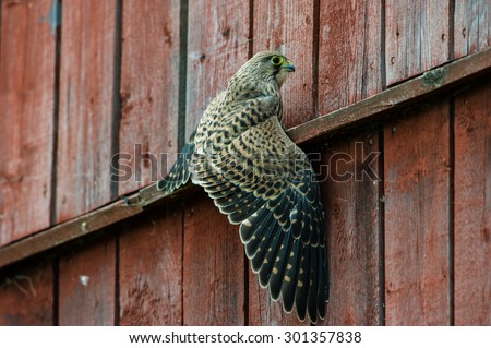 The juvenile kestrel (Falco tinnunculus) have to learn to fly and specially land, here a splash down in the wall.