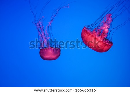 Colorful jelly fish swimming in blue lit water