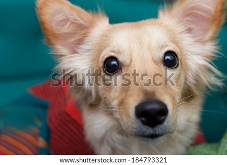 small dog sniffing curiously looks straight into the camera