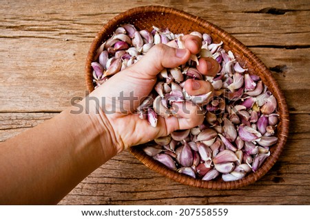 Hand Choose (Hold,Pick,Select,Harvest) Garlic from Basket of Fresh Garlic to cook on Wood Table Background, Rustic Still Life Style.