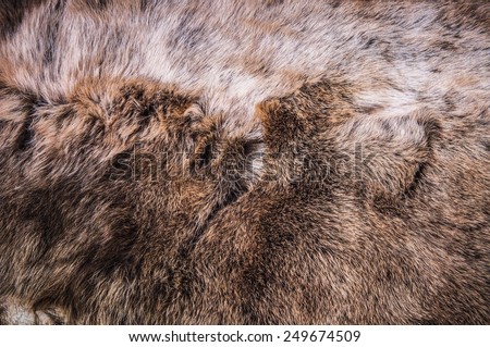 Grey, Dark Brown Wolf Fox Fur Natural, Animal Wildlife Concept and Style for Background, textures and wallpaper. / Close up Full Frame.