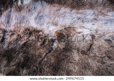 White Grey, Dark Brown Wolf Fox Fur Natural, Animal Wildlife Concept and Style for Background, textures and wallpaper. / Close up Full Frame.
