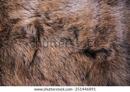 Grey, Dark Brown Wolf Fox Fur Natural, Animal Mountain Wildlife / Concept and Style for Background, textures and wallpaper, close up full frame.