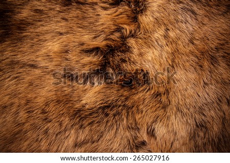Red Brown Wolf Fox Fur Soft Skin Hair Natural, Animal Wildlife Concept and Style for Background, textures and wallpaper. / Close up Full Frame.