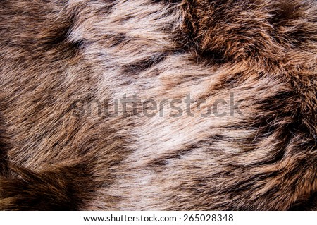 Grey, Dark Brown Wolf Fox Fur Long Hair Natural, Animal Wildlife Concept and Style for Background, textures and wallpaper. / Close up Full Frame.