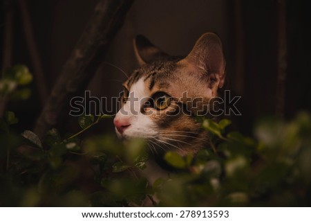 Cat in the Dark, Hunting in the Garden. Concept and Idea of Cat Instinct, Wild.  Selective Focus Shot.