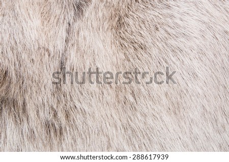 White Grey Wolf Fox Fur Natural for Real, Animal Wildlife Zoom, Close up Full Frame. Concept and Style for Background, textures and wallpaper.