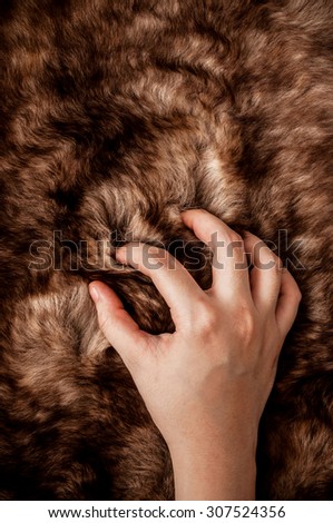 Hand Touching Fur (Dark Brown, Wolf Fox) Animal Mountain Wildlife. Concept and Idea of Hunting, Anti Fur and Wearing Fashion Industry or for Background, textures and wallpaper, close up full frame.