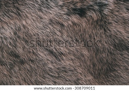 Wolf Fox Fur Natural, Animal Wildlife Concept and Style for Background, textures and wallpaper. Close up Full Frame.