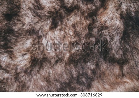 White Grey, Dark Brown Wolf Fox Fur Natural, Animal Wildlife Concept and Style for Background, textures and wallpaper. Close up Full Frame.