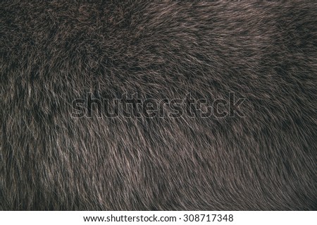 Wolf Fox Fur Natural Dark Grey, Dark Brown, Animal Wildlife Concept and Style for Background, textures and wallpaper. Close up Full Frame.