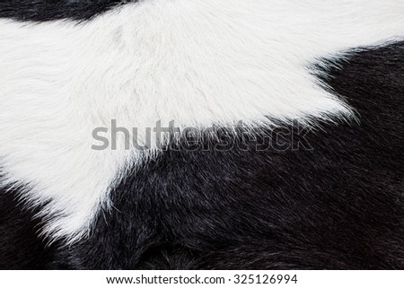 Cow Hair, Cow Fur and Skin. Genuine, Black and White. Animal Background, Pattern, Wallpaper and Textured. Concept and Idea of Dairy Farm Life, Vintage Country Style, or Leather Industry.