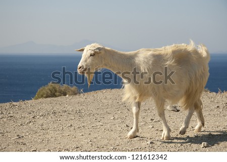 White goat near the precipice. Kos island, Greek island in Aegean sea.