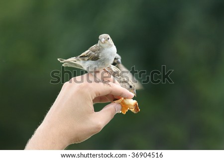 Sparrows trying to eat white bread from the hand