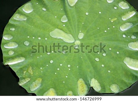 Lotus leaf  droplets Water  on Lotus leaf