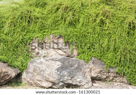Green vines natural stones Stone wall plants.