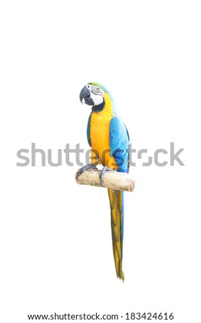 Beautiful Pet Parrot isolated on white background.