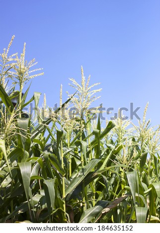 Flowers, corn, green food crop production season.