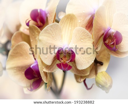 Beautiful yellow orchid flowers in the garden