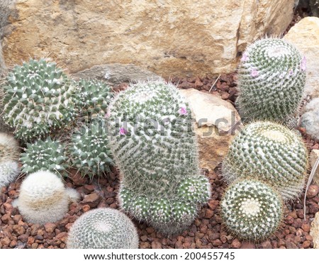 thermal plants cactus plant group. Growth in the desert