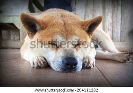 Dogs sleeping comfort and happiness of pets.