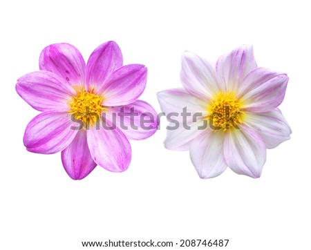 Natural pink dahlia flower isolated on white background.